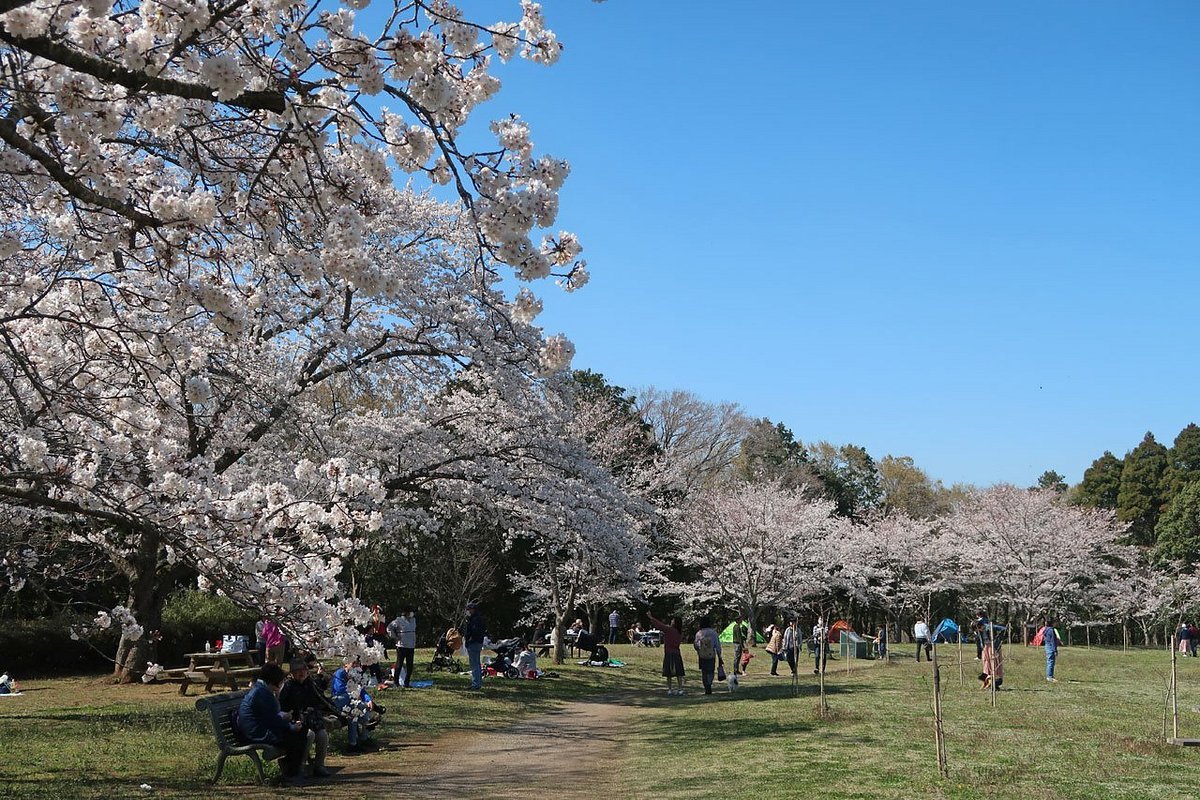 🌳 이즈미 자연 공원 (이즈미 시젠 코엔) 이미지 2